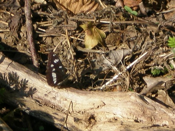 Limenitis reducta